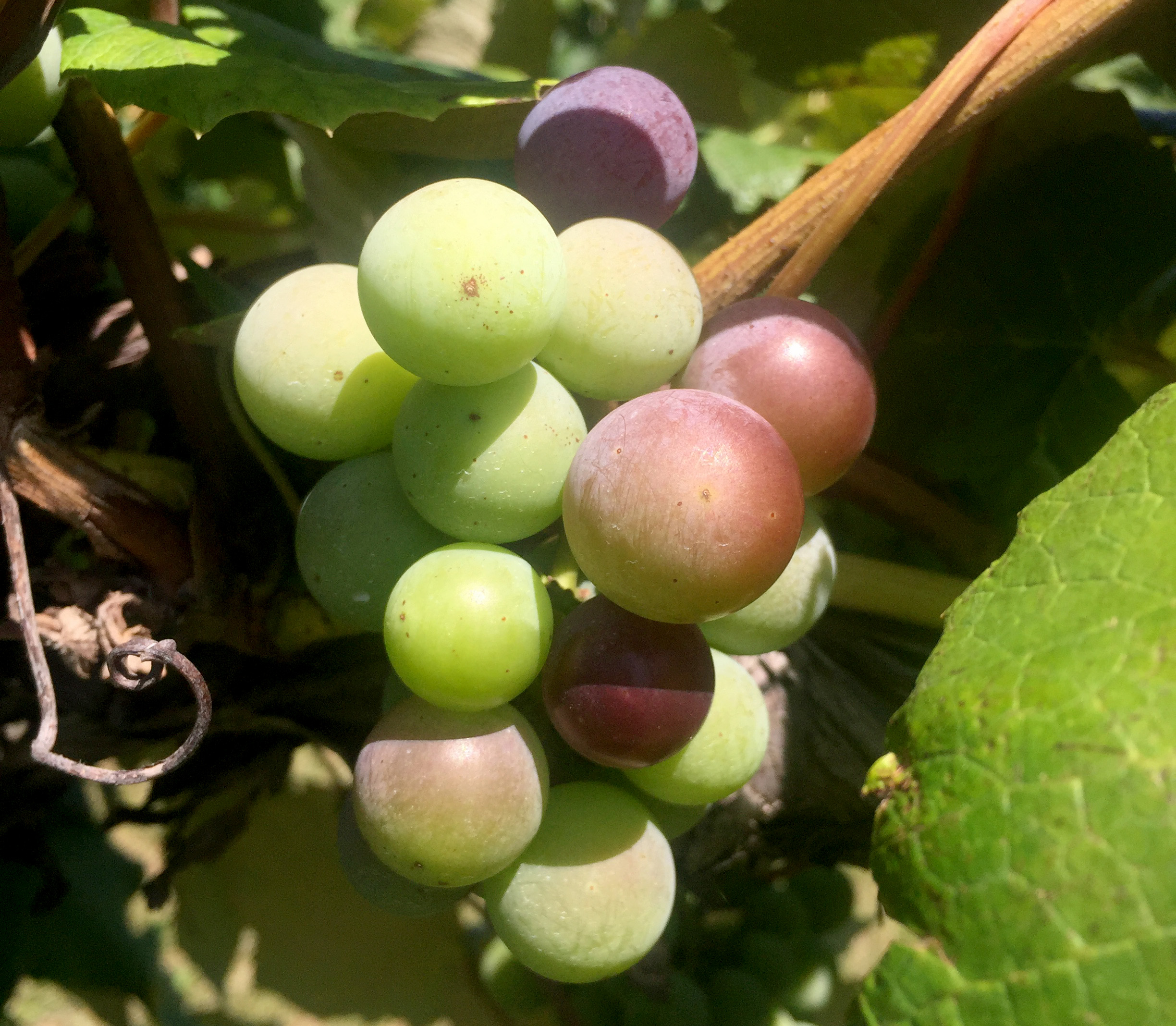 Concorn grapes